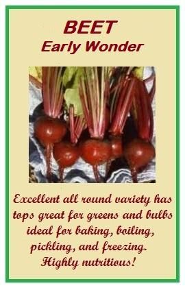 BEET, Early Wonder   NON HYBRID NON GMO HEIRLOOM GARDEN SEEDS OPEN 