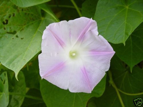 VICKIE HARDING PINK MORNING GLORY SEEDS 4 H  