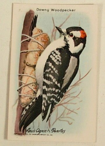 20 DIFFERENT ARM & HAMMER USEFUL BIRDS OF AMERICA CARDS  