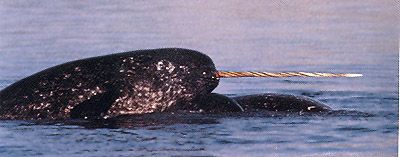   of Actual 5 Foot NARWHAL TUSK, Source the Original UNICORN HORN Legend