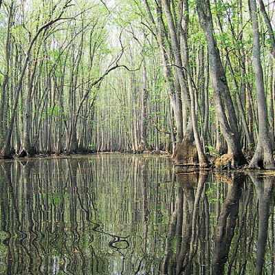 WATER TUPELO Nyssa aquatica sourgum tupelo gum 50 seeds  