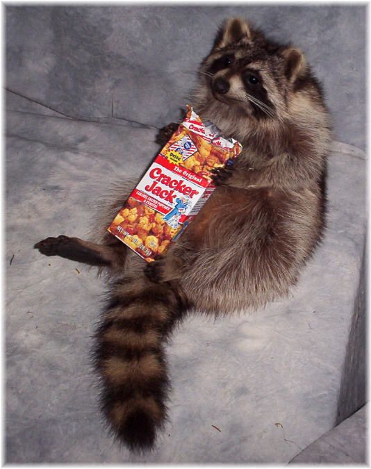 BEAUTIFUL RACCOON TAXIDERMY MOUNT EATING CRACKER JACKS  