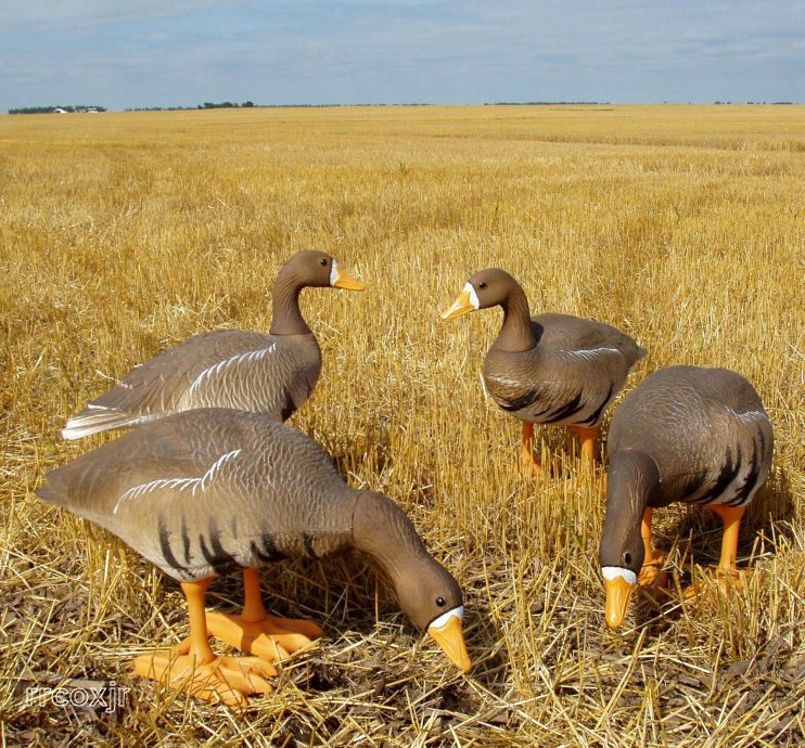 BIG FOOT BIGFOOT SPECKLEBELLY GOOSE MIXED DECOYS NEW  