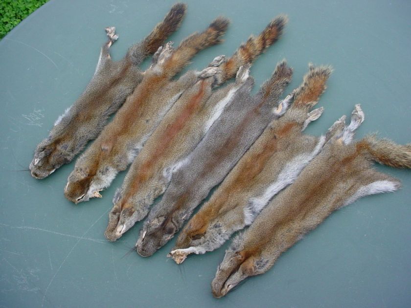 Canada PINE SQUIRREL PELT w/ft. TANNED taxidermy mount  