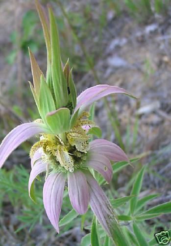 LEMON MINT BEE BALM *Monarda citrosa*100+ SEEDS *SALE*  