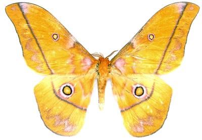 BUTTERFLY/MOTH/MOUNTED Gonimbrasia (Nudaurelia) Dione  