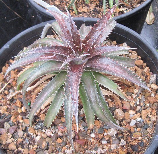 Dyckia fosteriana Bill Baker Hybrid 1 Purple Leaves  