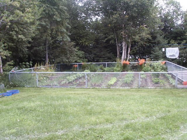 Vegetable Garden in Backyard