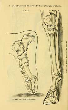  avoid using the damaged foot unnecessarily until the damage had 