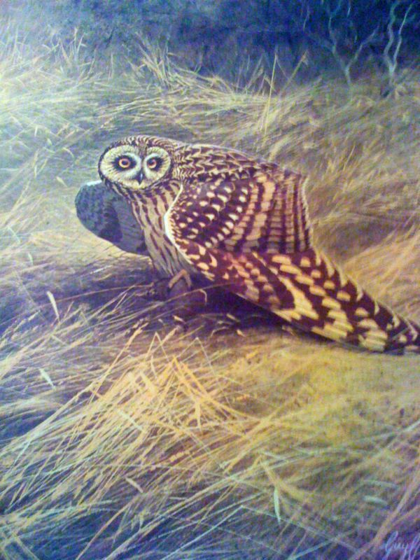 GUY COHELEACH SHORT EARED OWL  signed  