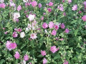 200 ROSE MALLOW MIX Lavatera Trimestris Flower Seeds  