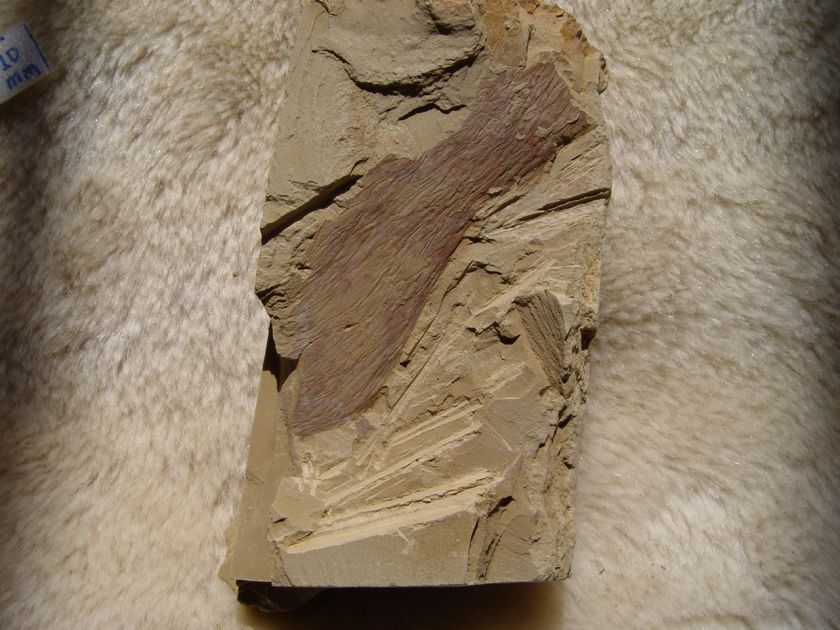 RCAnomalocaris Fragment ChengJiang Cambrian Predator #120116qxA 