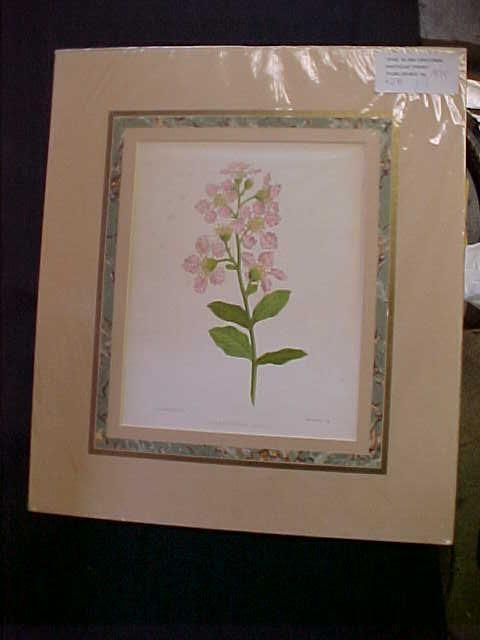 1870 M&N HANHART LAGERSTROMIA INDICA PRINT L@@K  