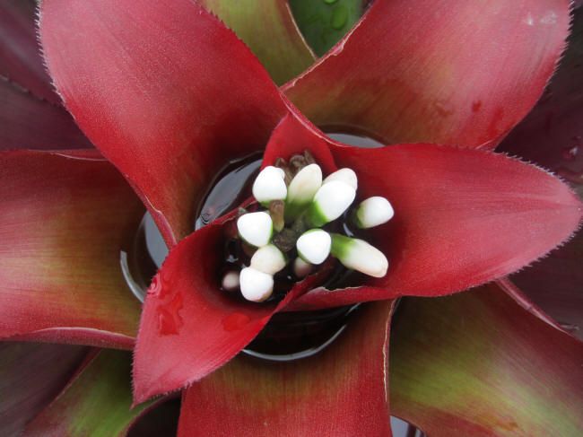 BROMELIAD Nidularium MIDNIGHT Beautiful Foliage  