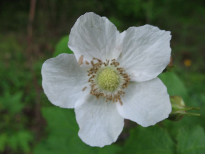 Rare*ALASKAN THIMBLEBERRY*5 seeds *EDIBLE BERRIES#1142  