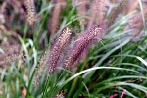 Hardy PENNISETUM Purple FOUNTAIN GRASS 100+ Seeds  