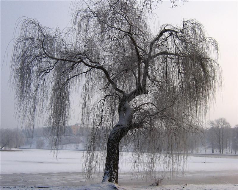 Weeping Willow (Salix babylonica) Seedling  