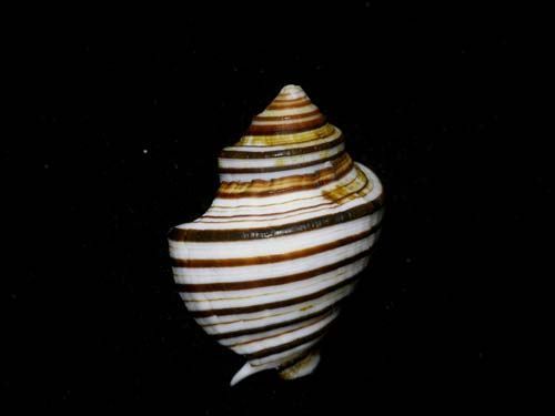 Formosa/shells/Opeatostoma pseudodon 34mm.w/o.  