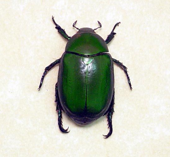 Real Framed Green Rutelinae Leaf Chafer Beetle 7918g  